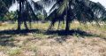 1.5 acres Lagoon front Property for Sale in Kalpitiya