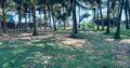 150 perch On the Beach Property