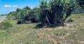 25 perch Face to Beach Property